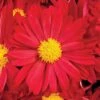 Bonnie™ Red Yoder Garden Mum Plant -Annual Plants Shop bonnie red yoder garden mum plant 91 detail