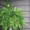 Boston Fern