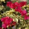 Raspberry Ice Bougainvillea Plant -Annual Plants Shop bougainvillea raspberry ice plant 1320 detail