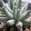 Bracteosum Pachyphytum (Moonstone) -Annual Plants Shop bracteosum pachyphytum plant 1356 detail