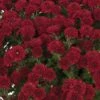 Brandi™ Burgundy Yoder Garden Mum Plant -Annual Plants Shop brandi burgundy yoder mum plant 440 detail