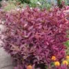 Brazilian Red Hot Alternanthera Plant -Annual Plants Shop brazilian red hot alternanthera plant 1634 detail
