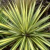 Bright Edge Yucca (Spoonleaf) -Annual Plants Shop bright edge yucca plant 404 detail