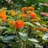 Bright Orange Lantana Plant 2 Bright Orange Lantana Plant -Annual Plants Shop bright orange lantana plant 1130 detail