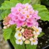 Bright Pink Lantana Plant 1 Bright Pink Lantana Plant -Annual Plants Shop bright pink lantana plant 1772 detail