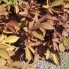 Bronze Ipomoea Plant -Annual Plants Shop bronze ipomea sweet potato vine plant 1033 detail