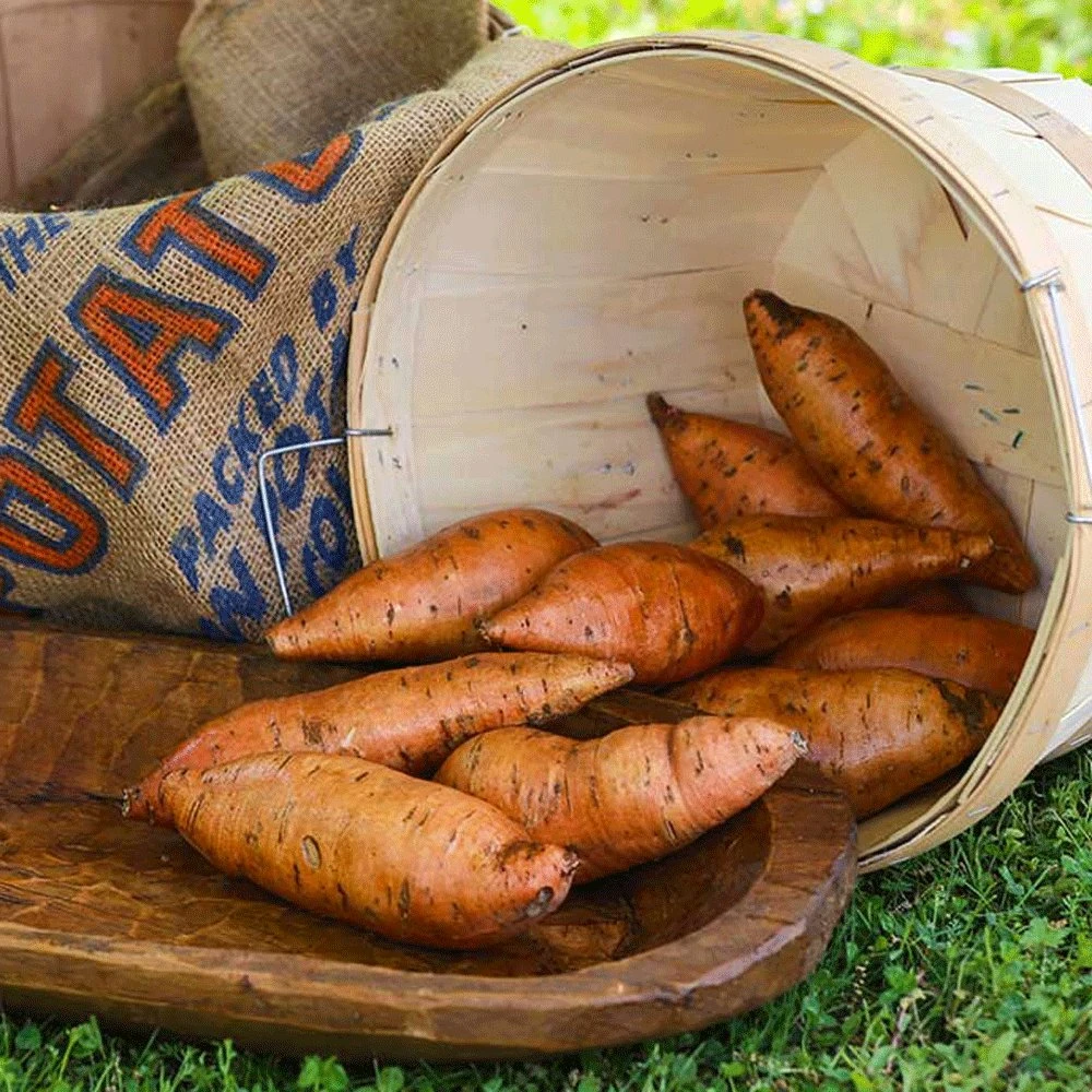 Porto Rico Sweet Potato 3 Porto Rico Sweet Potato
