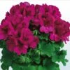 Aristo® Burgundy Regal Geranium Plant 1 Aristo® Burgundy Regal Geranium Plant -Annual Plants Shop burgundy aristo regal geranium plant 1019 detail
