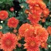 Burnt Copper Perennial Mum Plant 1 Burnt Copper Perennial Mum Plant -Annual Plants Shop burnt copper perennial mum plant 738 detail