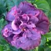 Bayou Rose Cajun Hibiscus
