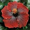 Black Dream Cajun Hibiscus