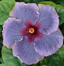 Blue Jean Baby Cajun Hibiscus