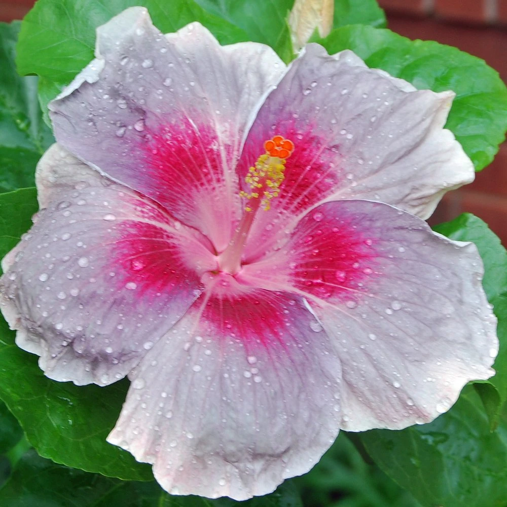 City Slicker Cajun Hibiscus 3 City Slicker Cajun Hibiscus