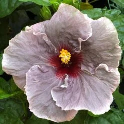 Midnight Cajun Hibiscus