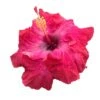 Maiden Cajun Hibiscus