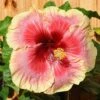Tahitian Queen Cajun Hibiscus -Annual Plants Shop cajun tahitian queen hibiscus plant 1259 detail
