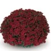 Belgian Mum® Camina Red Plant -Annual Plants Shop camina red belgian mum plant 310 detail