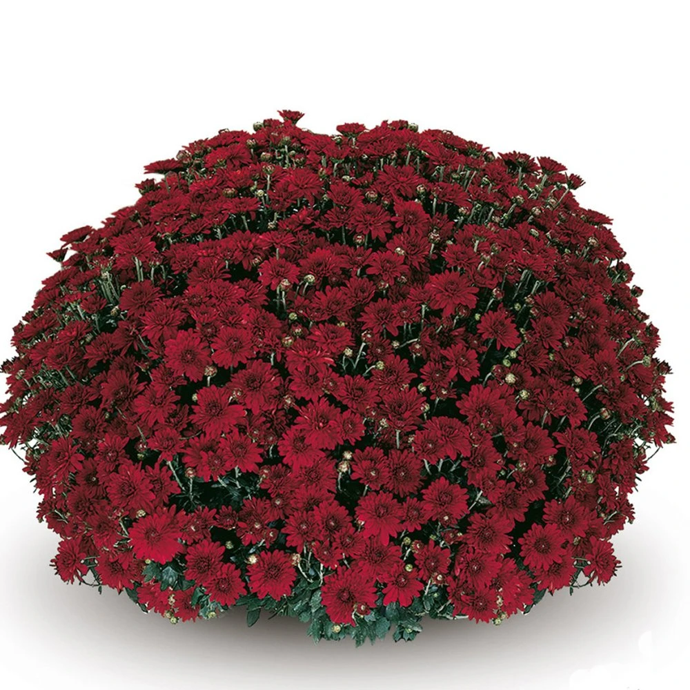Belgian Mum® Camina Red Plant 3 Belgian Mum® Camina Red Plant