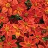 Campfire® Flame Bidens Plant -Annual Plants Shop campfire flame bidens plant 1968 detail