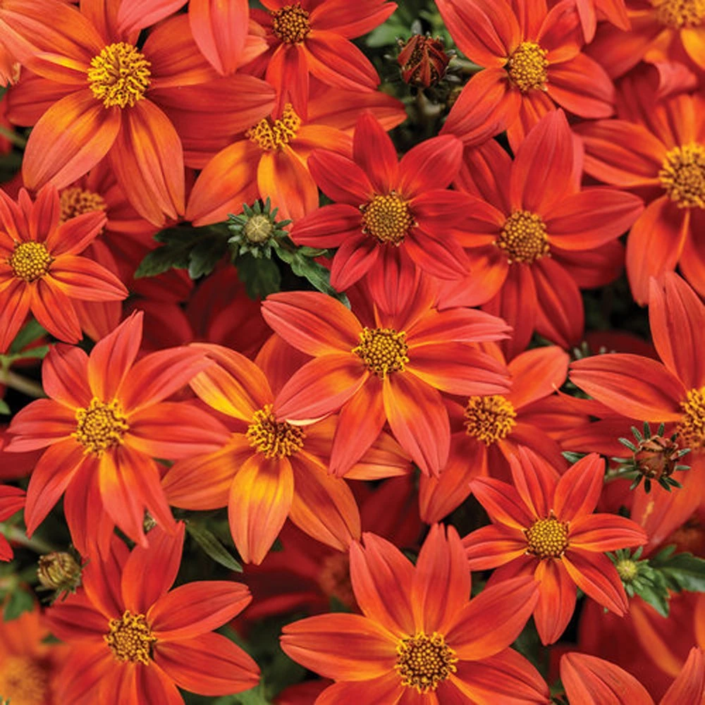 Campfire® Flame Bidens Plant 3 Campfire® Flame Bidens Plant