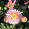 Carrousel Perennial Mum Plant -Annual Plants Shop carrousel perennial mum plant 916 detail