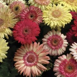Cartwheel® Strawberry Twist Gerbera