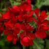 Cascade Dark Red Ivy Geranium Plant -Annual Plants Shop cascade dark red ivy geranium plant 335 detail
