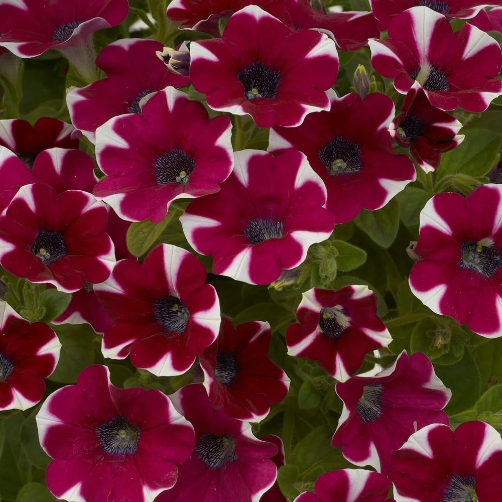 Cascadias™ Bicolor Cabernet Petunia Plant