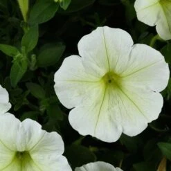 Cascadias™ Hint Of Lime Petunia Plant