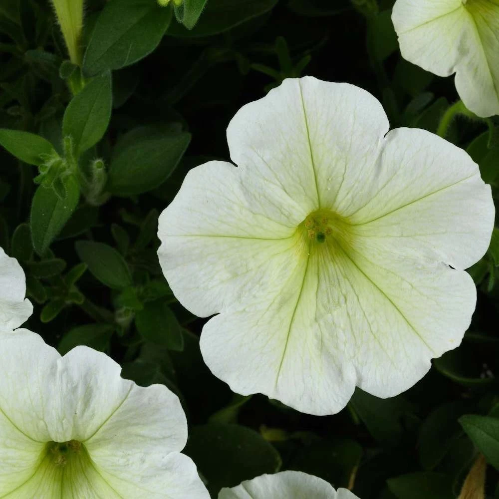 Cascadias™ Hint Of Lime Petunia Plant 3 Cascadias™ Hint Of Lime Petunia Plant