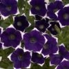 Cascadias™ Rim Violet Petunia Plant