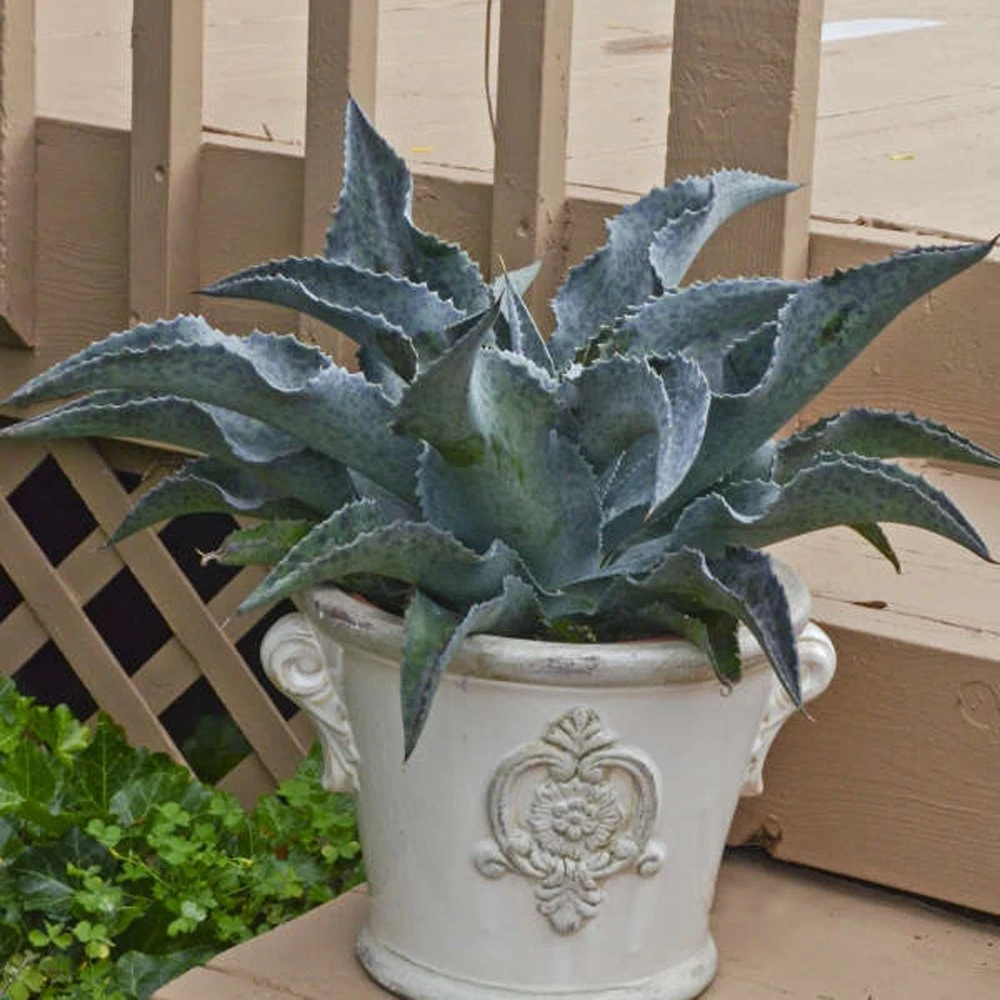 Catch A Wave Mangave 3 Catch A Wave Mangave