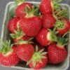 Cavendish Strawberry Plants 2 Cavendish Strawberry Plants -Annual Plants Shop cavendish strawberry plants 619 detail