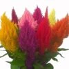 Pampas Mix Plumed Celosia