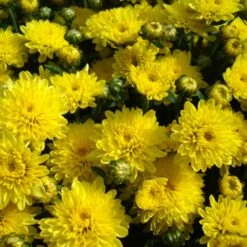 Centennial Sun Perennial Mum Plant