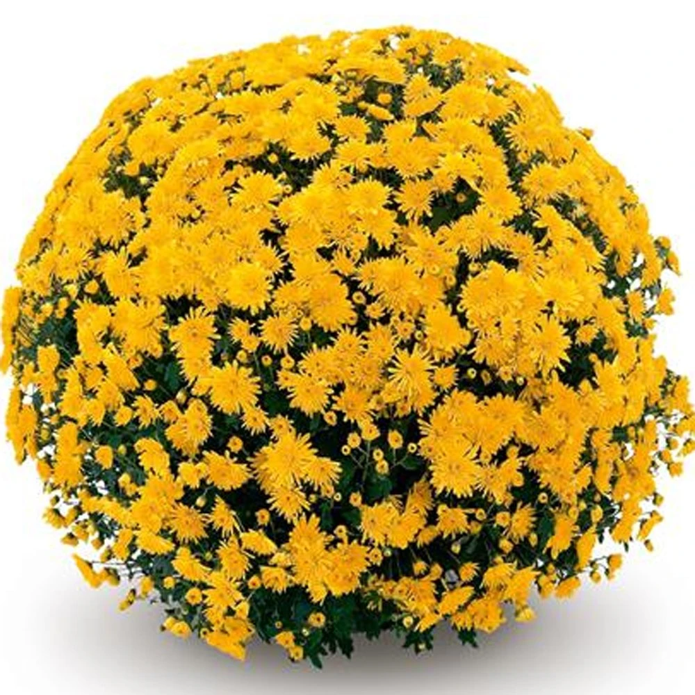 Belgian Mum® Cesaro Yellow Plant 3 Belgian Mum® Cesaro Yellow Plant