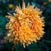Cheerleader Perennial Mum Plant