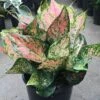 Aglaonema Pink 1 Aglaonema Pink -Annual Plants Shop chinese evergreen pink aglaonema plant 183 detail