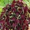 Chocolate Coleus Plant