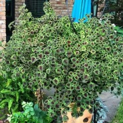 Chocolate Drop Coleus Plant
