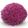 Belgian Mum® Amiko Violet Plant -Annual Plants Shop chrysanthemum amiko violet belgian mum plant 1320 detail