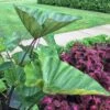 Coffee Cups Colocasia 1 Coffee Cups Colocasia -Annual Plants Shop coffee cups colocasia plant 1610 detail