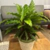 Color Full® Soft Kitty™ Calathea -Annual Plants Shop color full soft kitty bluegrass calathea plant 293 detail