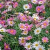 Comet Pink Argyranthemum -Annual Plants Shop comet pink argyranthemum plant 1013 detail