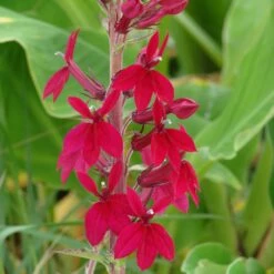 Compliment Deep Red Lobelia