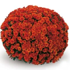 Belgian Mum® Conaco Orange Plant