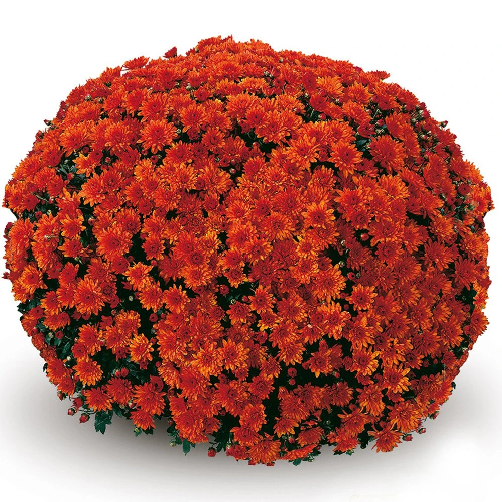 Belgian Mum® Conaco Orange Plant 3 Belgian Mum® Conaco Orange Plant