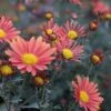 Coral Daisy Perennial Mum Plant -Annual Plants Shop coral daisy perennial mum plant 892 detail
