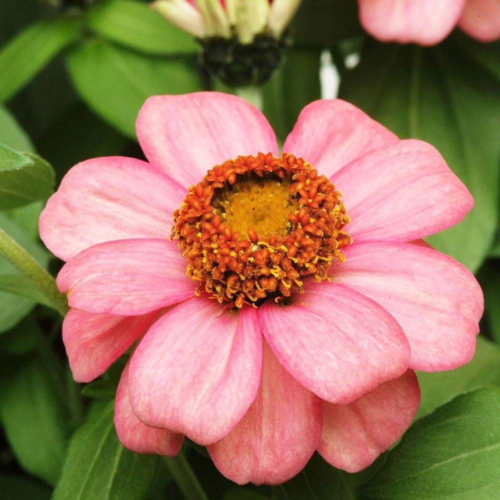 Zahara Coral Rose Zinnia 3 Zahara Coral Rose Zinnia