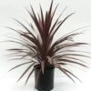Red Star Cordyline
